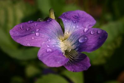 wild violet rained s1.jpg