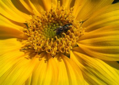 bee in sunflower 1.jpg