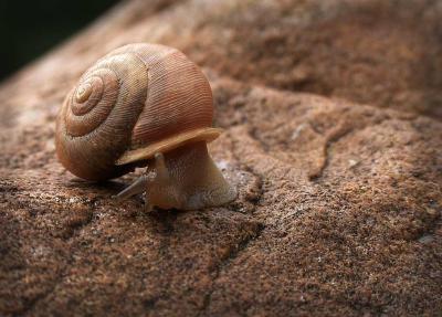 snail 2.jpg