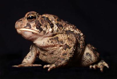 dark toad 1.jpg