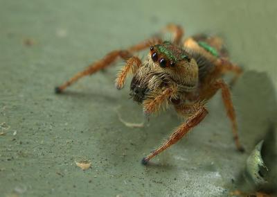 green spider 2.jpg