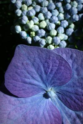 Blue Hydrangea 2.jpg