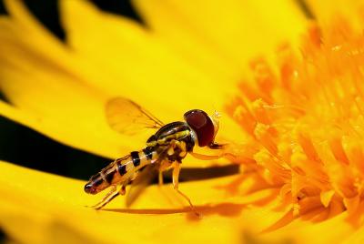 bee fly in yellow cosmo.jpg