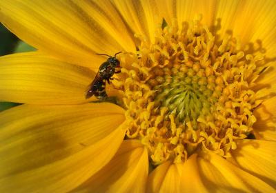 bee in sunflower 2.jpg