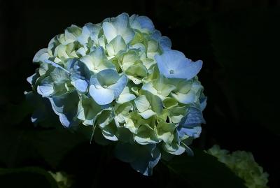 blue hydrangea sml.jpg