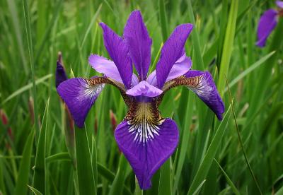 blue iris.jpg