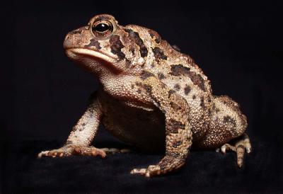 dark toad 2.jpg