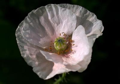 pale pink poppy.jpg