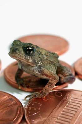 tiny toad 1.jpg