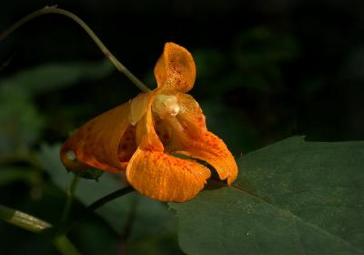 Orange Jewel 2.jpg
