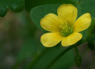 clover 1.jpg