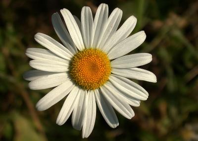 wild daisy.jpg