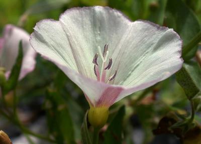 wild morning glory 1.jpg