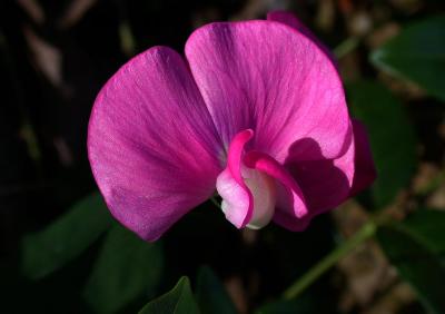 wild pea 2.jpg