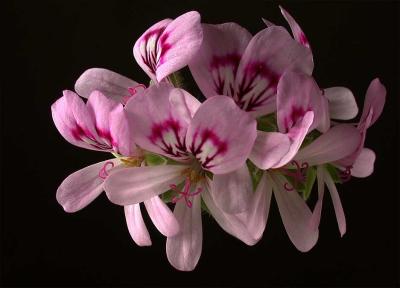 scented geranium 5f.jpg