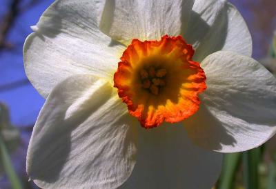 Old daffodil 1.jpg