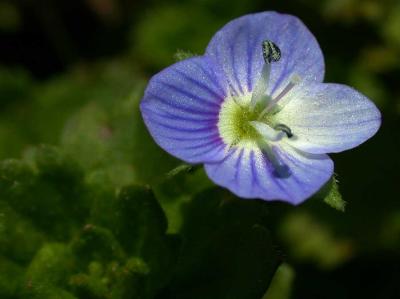 wild groundcover flower.jpg