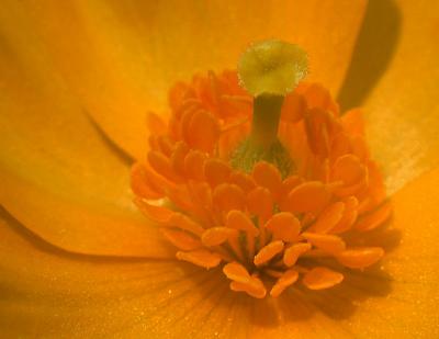 wild poppy center 1.jpg