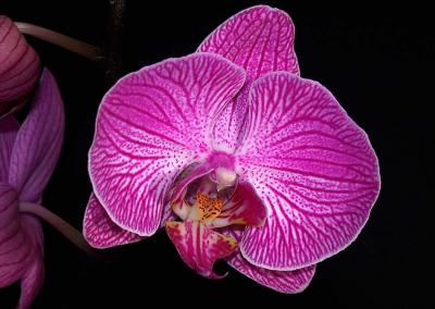 purple orchid 5.jpg