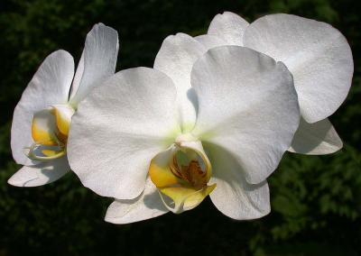 white orchid 2.jpg