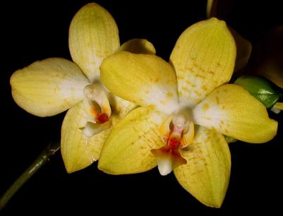 Yellow orchid 2.jpg