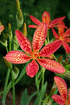 Cathys Lilly 1s.jpg