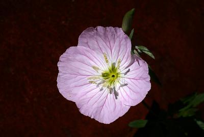 pink eve primrose.jpg