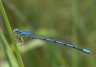 blue dragon.jpg