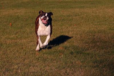 Wiggy running 2s.jpg