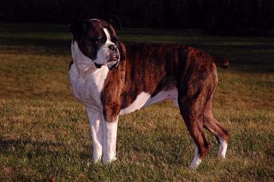 Wiggy Standing 1s.jpg
