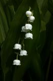 Lilly of the Valley 1s.jpg