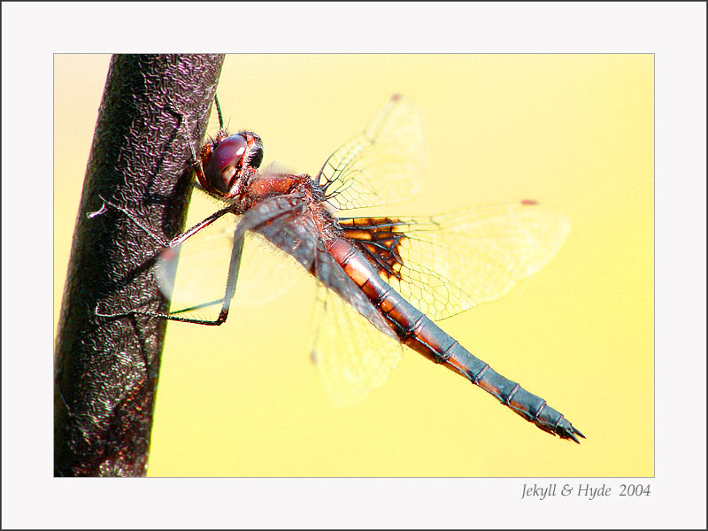 Red Dragon