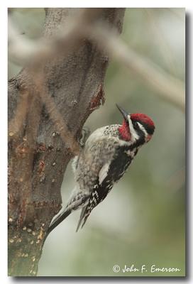 Red-naped Sapsucker