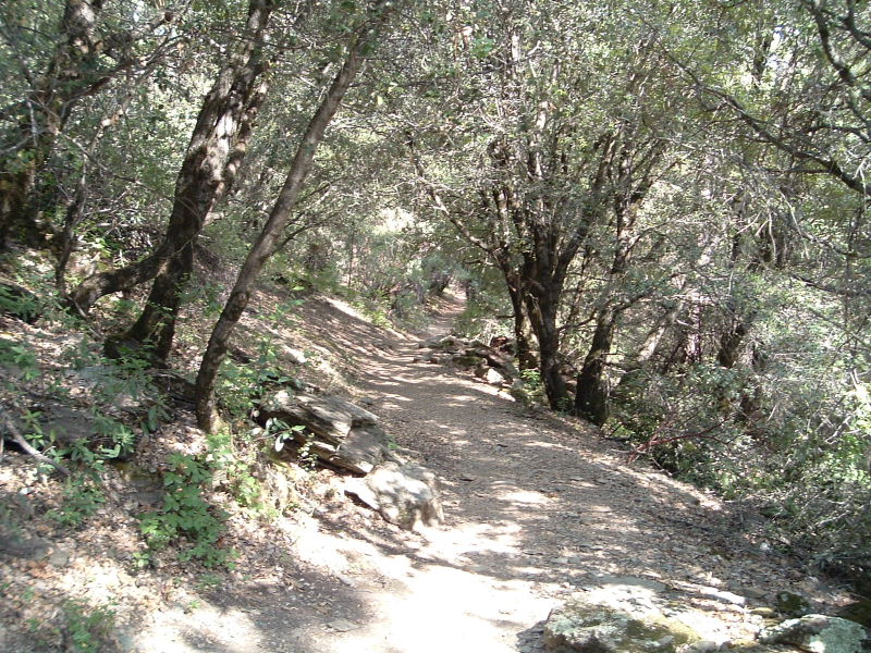 oak trees.JPG
