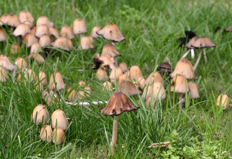 Shrooms