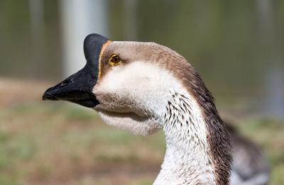 goose-head.jpg