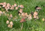 Shrooms