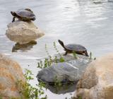 three-turtles.jpg