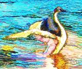 Cisne (watercolor)