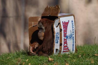 box of primate