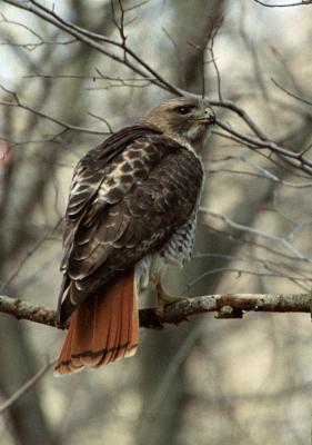 red tailed hawk