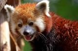 wet red panda