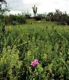 pink flower_saguaro.jpg