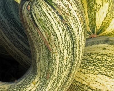 lotta gourds