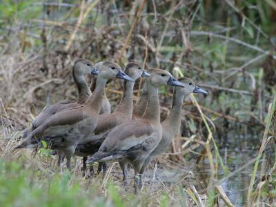 Black-bellied whistling ducks