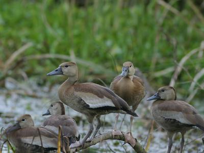 Black-bellied whistling ducks