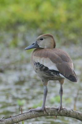 Black-bellied whistling duck