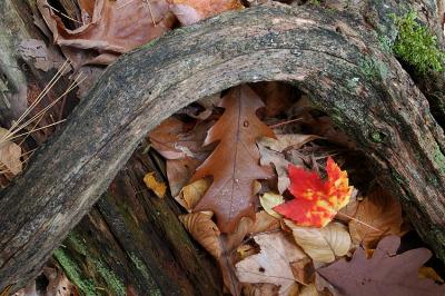 Leaves  & Logs