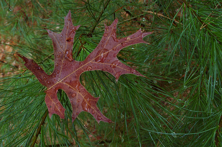 Autumn Rain