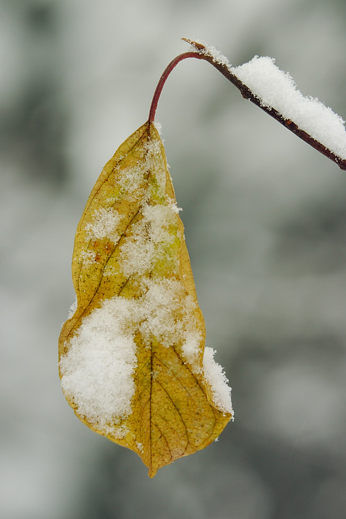 Early Snow